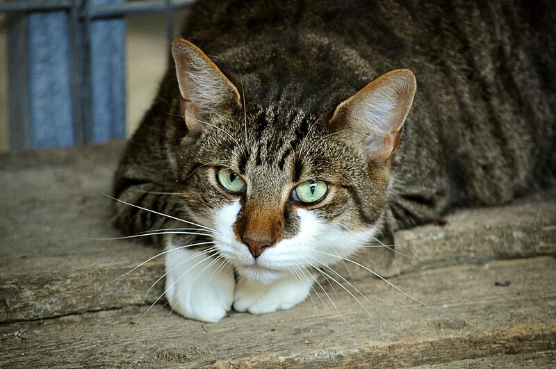 Cães e gatos terão carteira de identidade em 2025