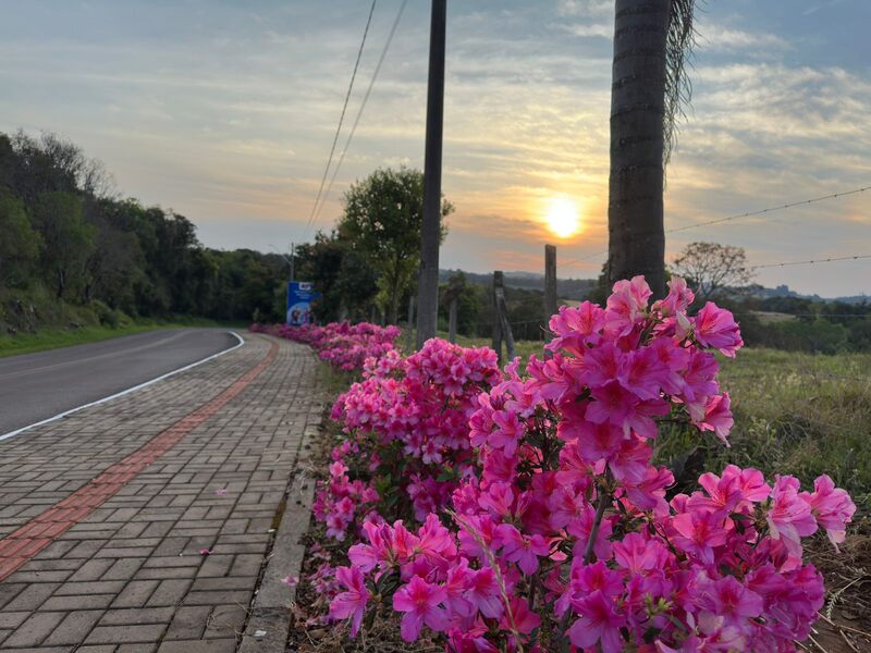 Primeiras cores anunciam a chegada da primavera